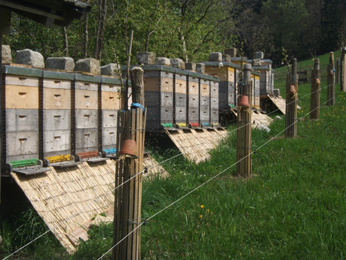 bienenstöcke