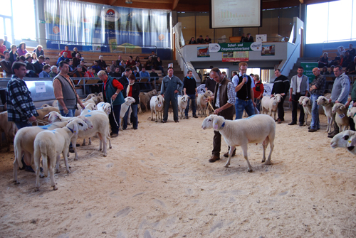 schaf und ziegenverband